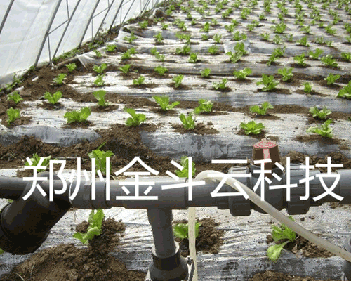 山東壽光大棚青菜小蝌蚪免费网站工程