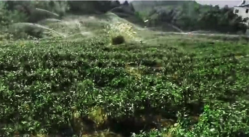 六盤水茶園小蝌蚪免费网站項目