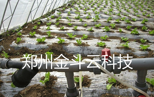 農業小蝌蚪免费网站
