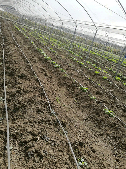 小蝌蚪免费网站係統