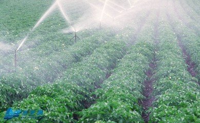 小蝌蚪免费网站係統