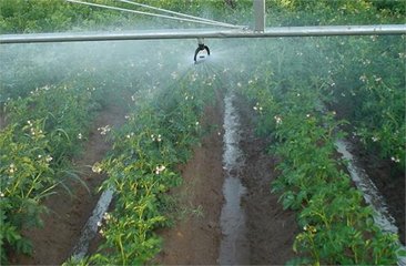 小蝌蚪免费网站係統廠家
