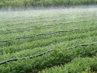 小蝌蚪免费网站係統